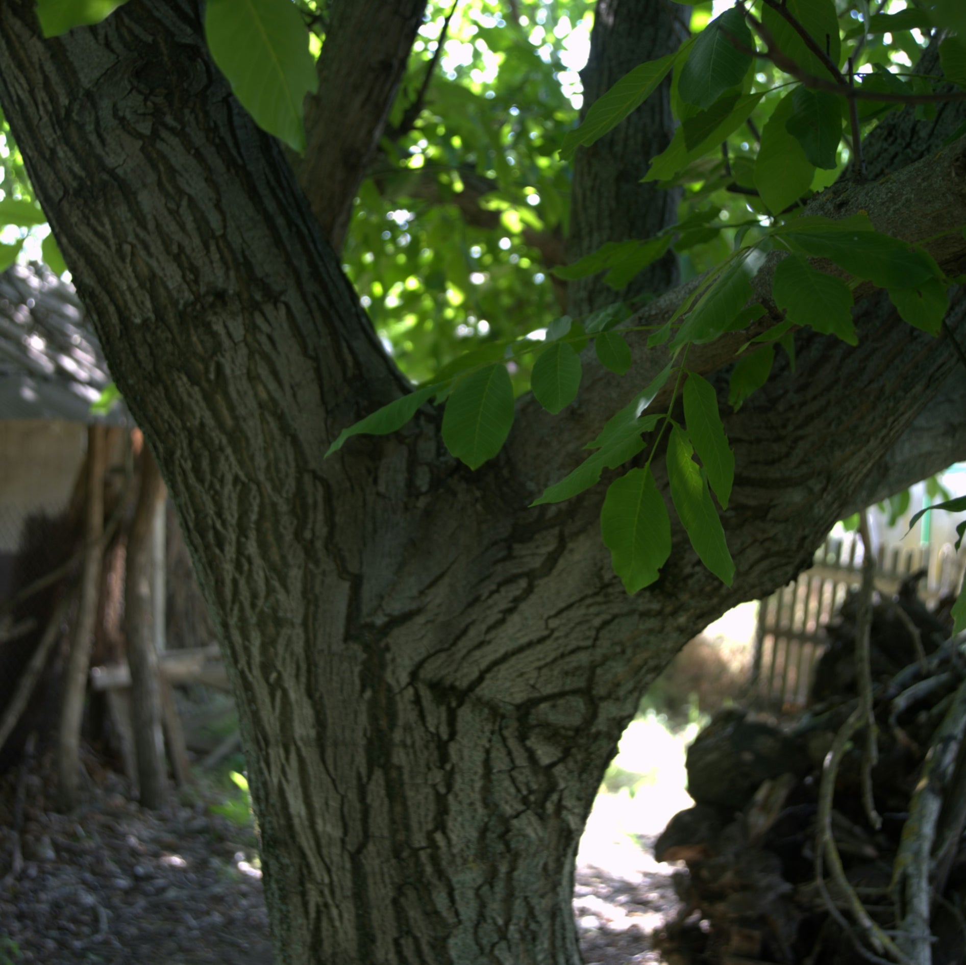 Featured image for Black Walnut